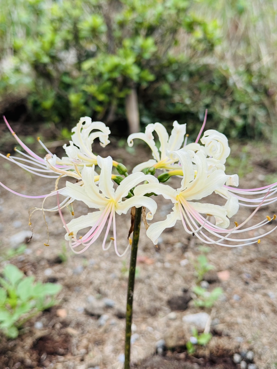 最安値】【GRANCY】彼岸花スカロンT グレー