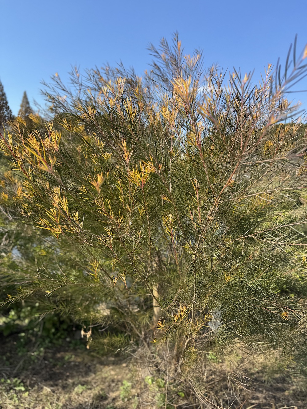 アカシア・フロリバンダ フェニックスゴールド | かざはやの里【公式