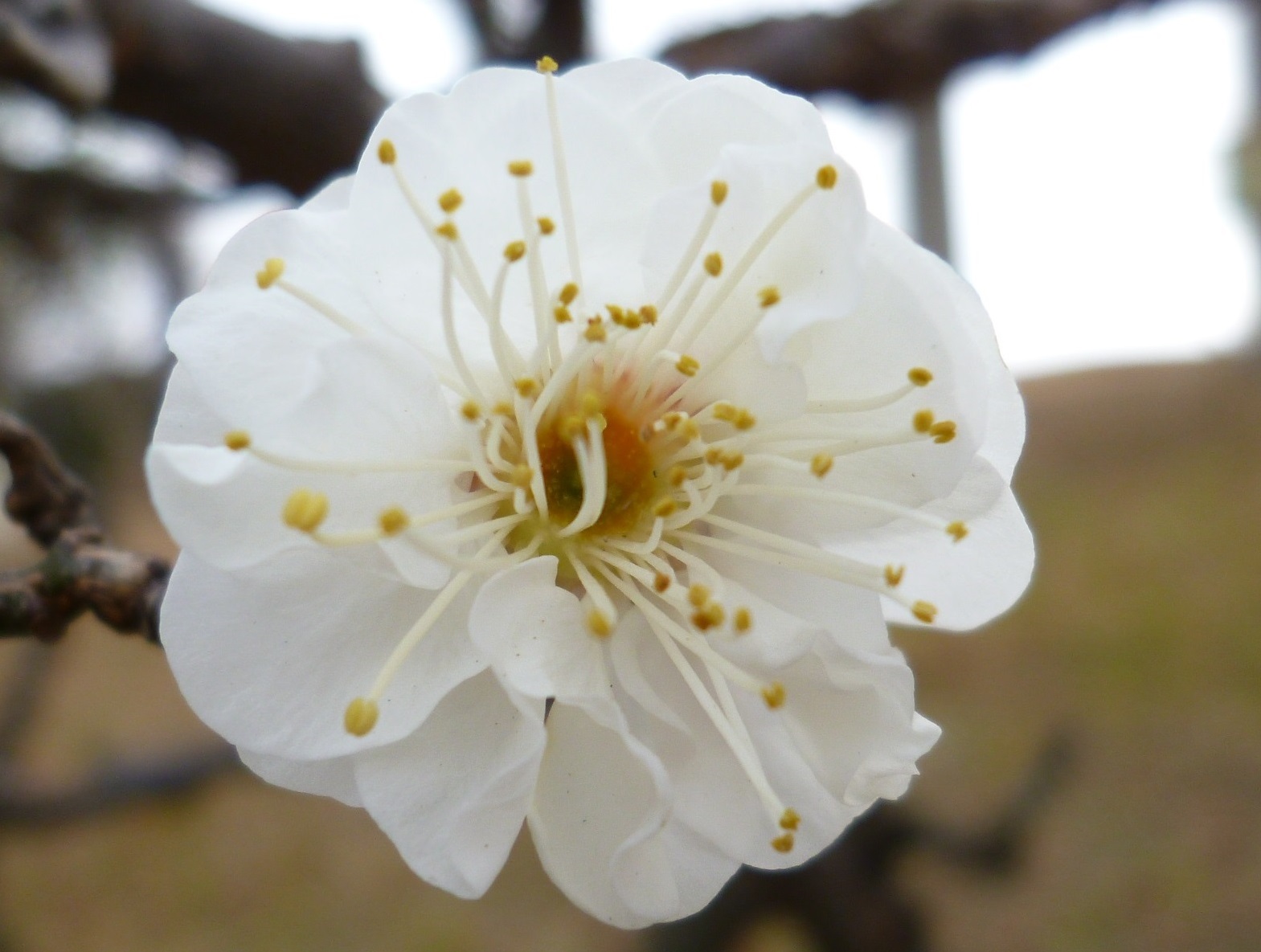 雲龍梅 古木 白花 7号ポットつき 古株❗ ① 特選白花長寿梅 古木の 