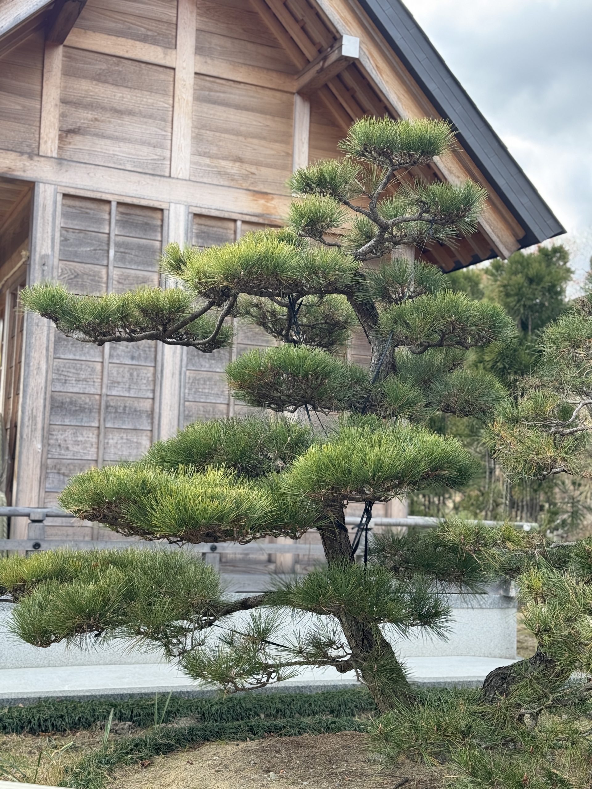 松 | かざはやの里【公式サイト】