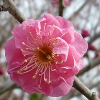八重寒紅梅（やえかんこうばい） | かざはやの里【公式サイト】