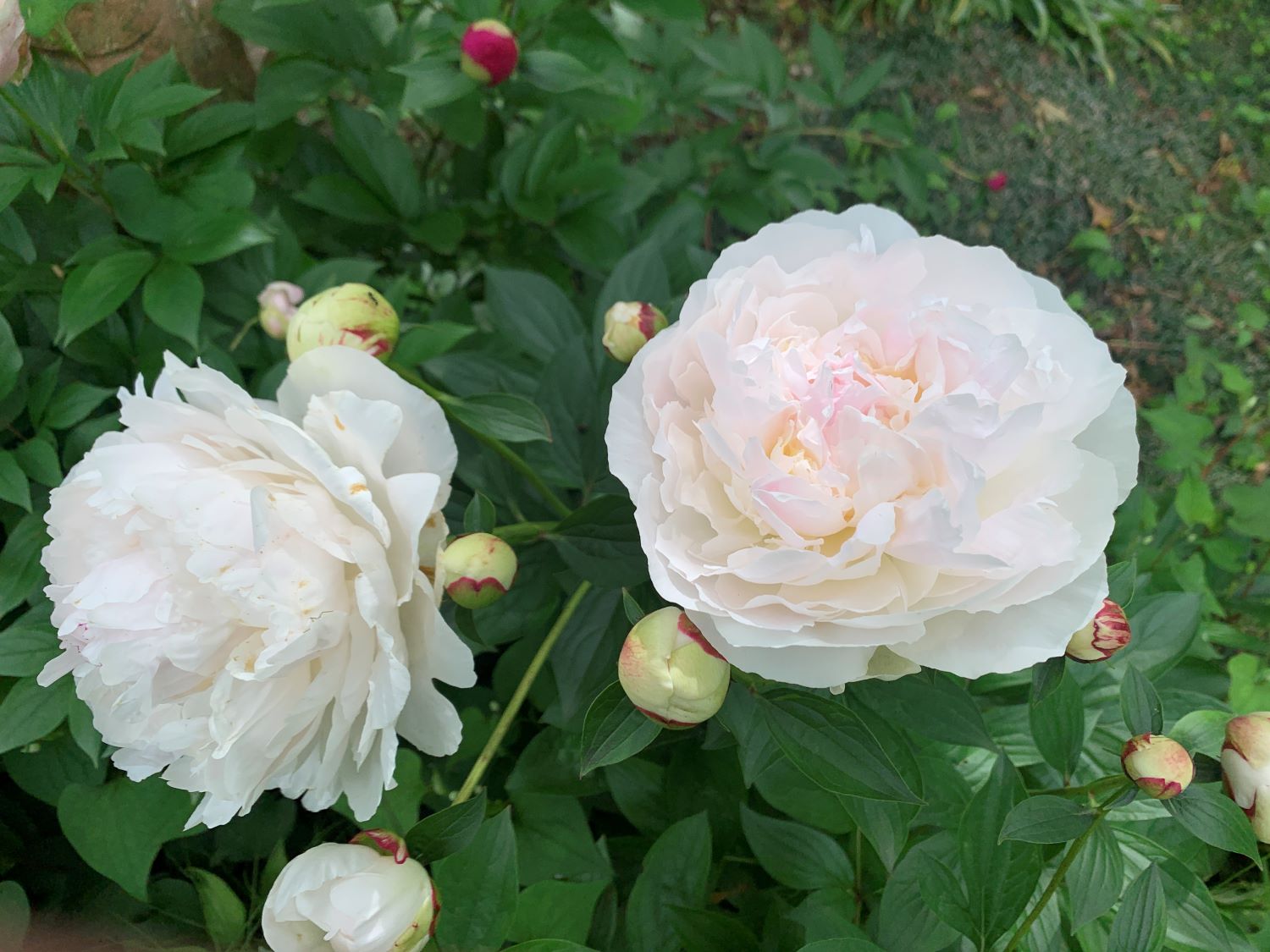 リョウスイ　芍薬 6セット限定15％OFF 幻の芍薬】 芍薬 ルイスチョイス 5本 | 新鮮お花