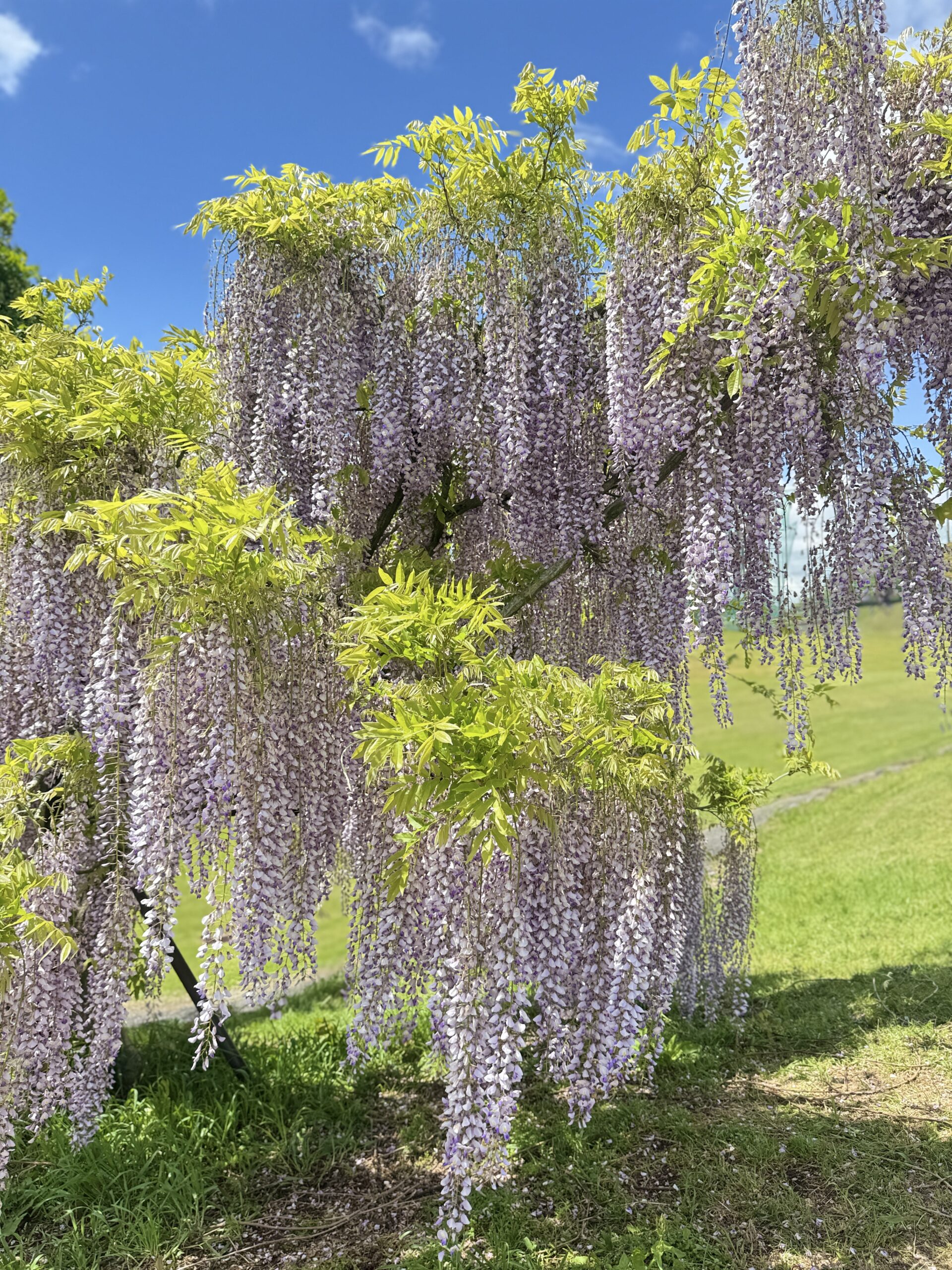 2026年4月27日（月） 開花情報 | かざはやの里【公式サイト】