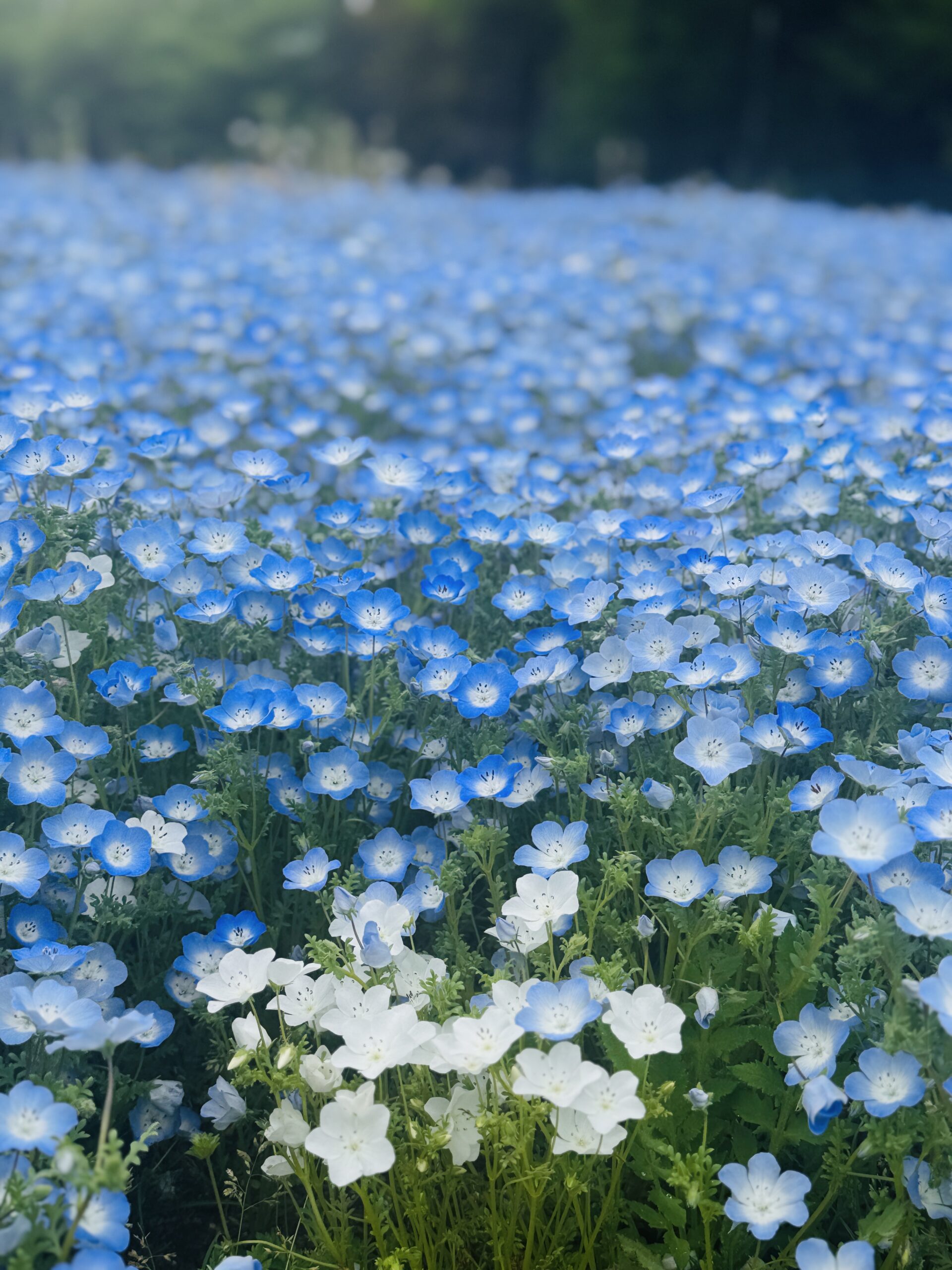 2026年5月5日（火） 開花情報 | かざはやの里【公式サイト】｜三重県津