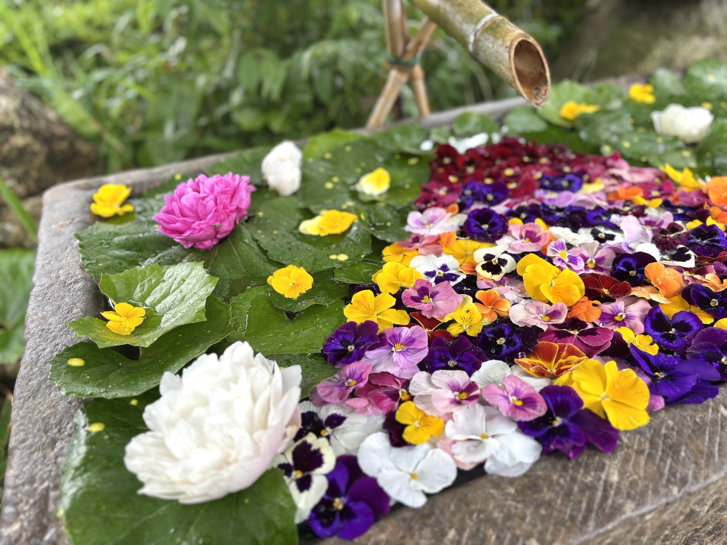 花手水、「華富士」完成しました。 | かざはやの里【公式サイト】