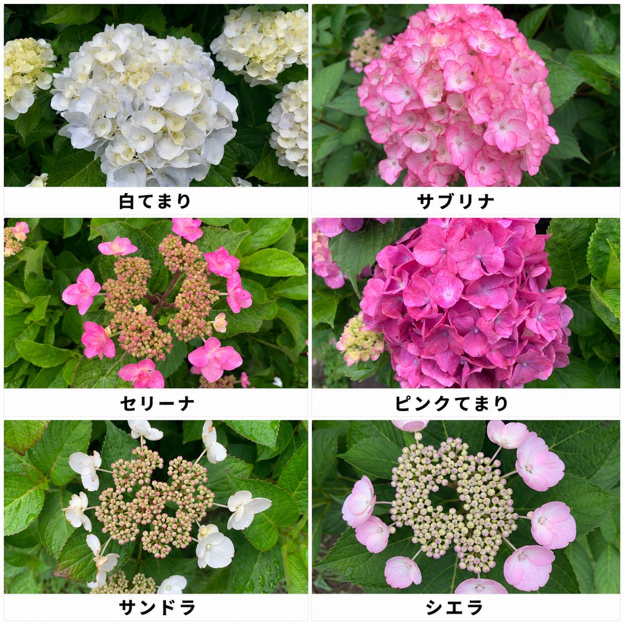 明日花様 確認ページ 2026年6月6日（土） 開花情報 | かざはやの里【公式サイト】