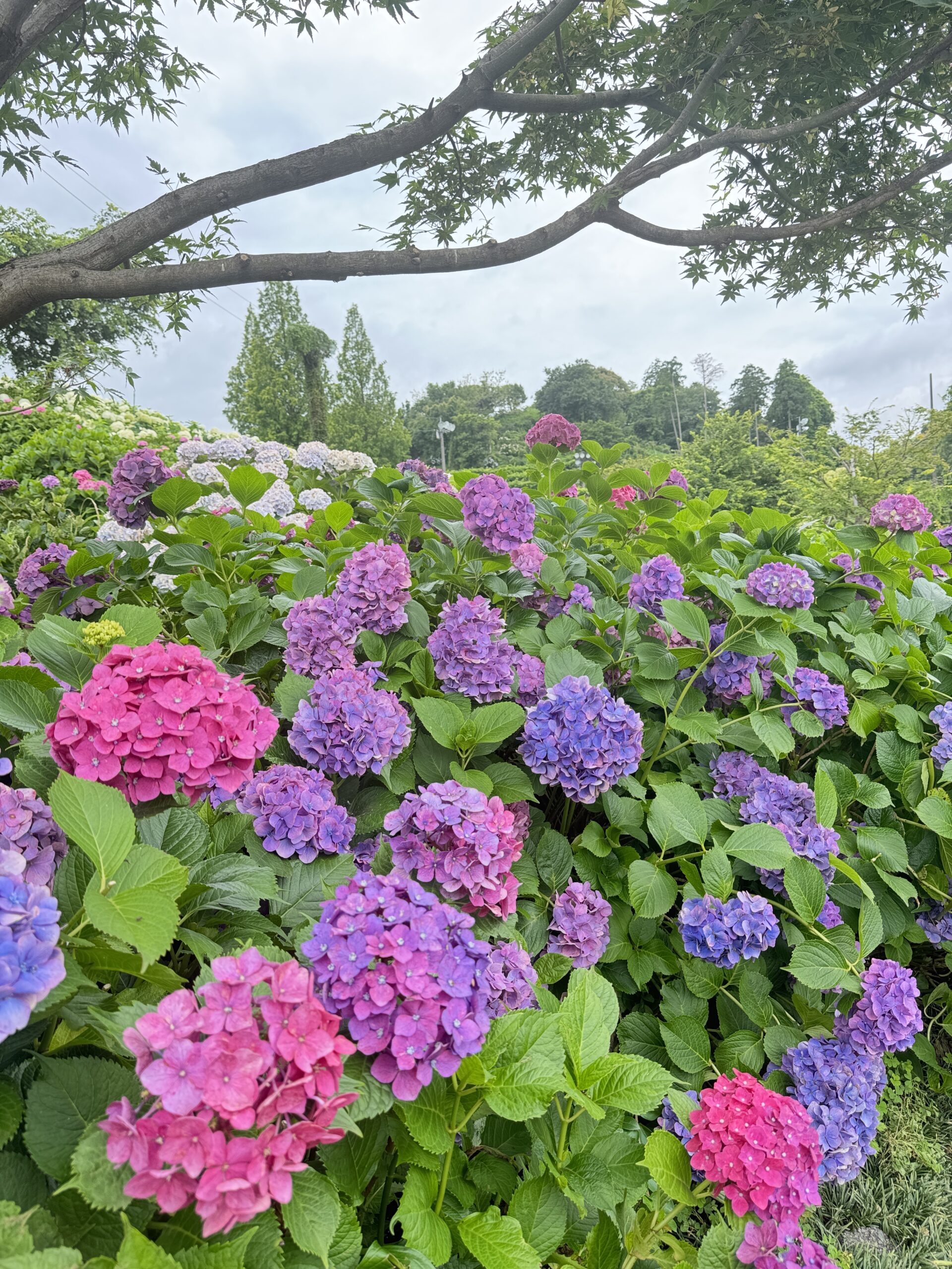 紫陽花　6セット 2026年6月26日（金） 紫陽花色づき情報 | かざはやの里【公式サイト】