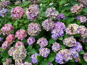 紫陽花 2026年6月6日（土） 紫陽花色づき情報 | かざはやの里【公式サイト